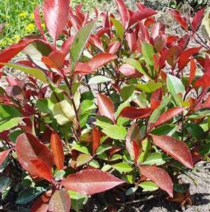 Photinia 'Red Robin Tosca'