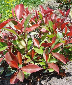 Photinia 'Red Robin Tosca'