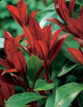 Photinia 'Red Robin'