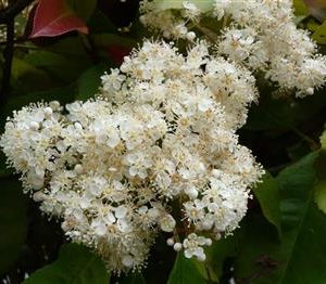 Photinia compact 'Carré rouge'