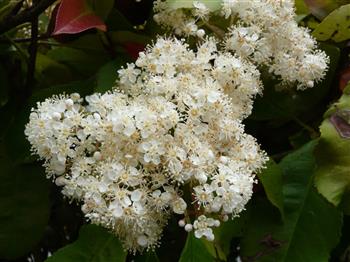 Photinia compact 'Carré rouge'
