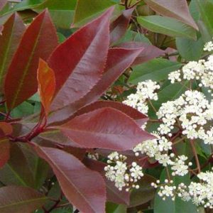 Photinia fraseri