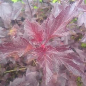 Physocarpus diable d'or