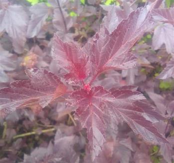 Physocarpus diable d'or