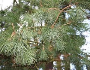 pin pleureur de l'Himalaya