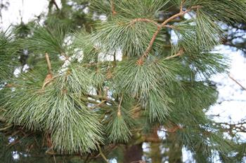 pin pleureur de l'Himalaya