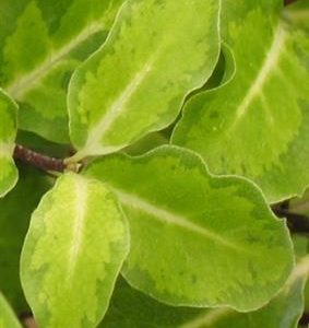 Pittosporum 'Abbostbury Gold'