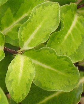 Pittosporum 'Abbostbury Gold'