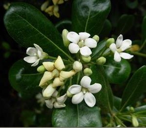 Pittosporum tobira