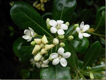 Pittosporum tobira