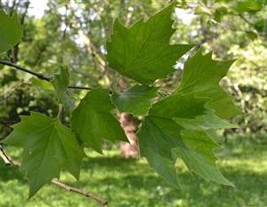 Platane à feuilles d'érable