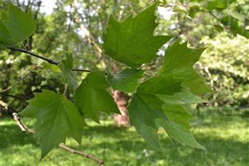 Platane à feuilles d'érable