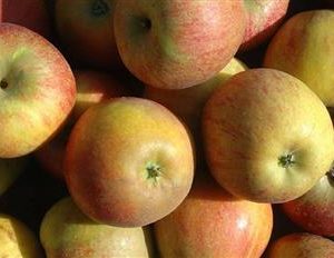 Pommier 'Cox's orange'