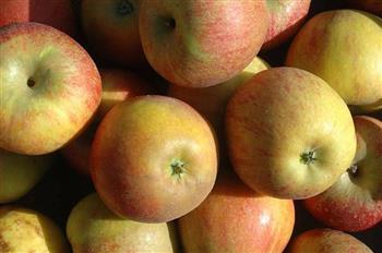 Pommier 'Cox's orange'