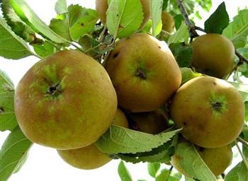 Pommier 'Reinette clochard'