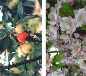 Pommier à fleurs 'Van Eseltine'