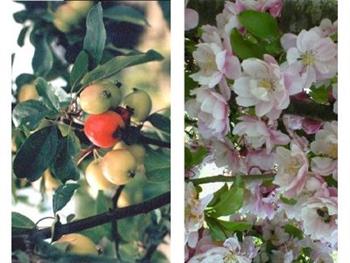 Pommier à fleurs 'Van Eseltine'