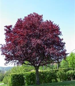 Prunus pissardii, Cerisier à fleurs noires