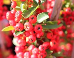 Buisson ardent, Pyracantha