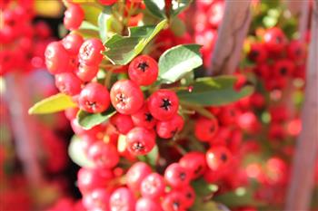 Buisson ardent, Pyracantha