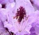 Rhododendron hybride 'Blue peter'