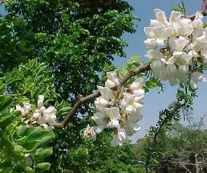 Robinia tortueux "Lace Lady"