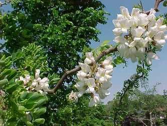 Robinia tortueux "Lace Lady"