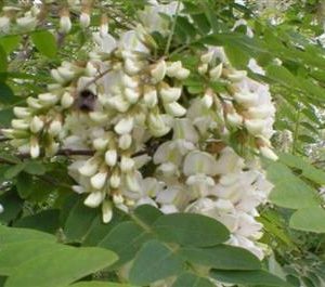 Robinier faux acacia