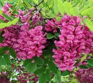 Robinier faux acacia 'Casque Rouge'