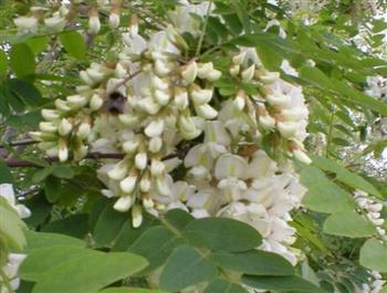 Robinier faux acacia