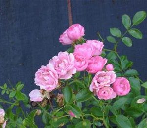 Rosier couvre sol 'The Fairy'