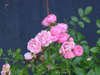 Rosier couvre sol 'The Fairy'