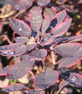 Arbre à perruques pourpre "Royal Purple"