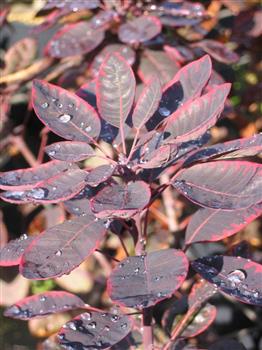Arbre à perruques pourpre "Royal Purple"