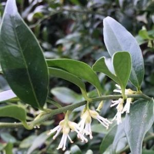 Sarcococca confusa