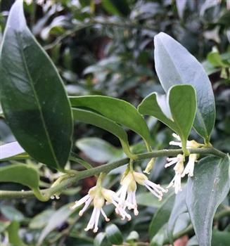 Sarcococca confusa