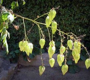 Savonnier, Bois de Panama