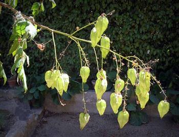 Savonnier, Bois de Panama