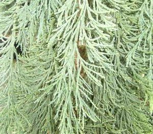 Séquoia géant pleureur