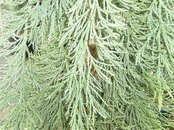 Séquoia géant pleureur