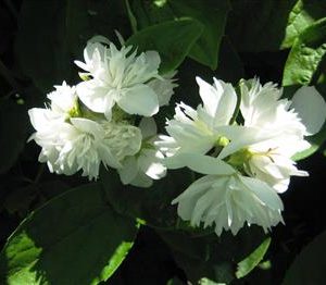 Seringat double 'Minnesota Snowflake'