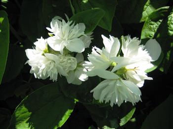 Seringat double 'Minnesota Snowflake'