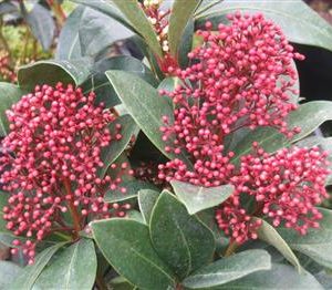 Skimmia du japon 'rubella'