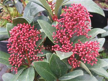 Skimmia du japon 'rubella'