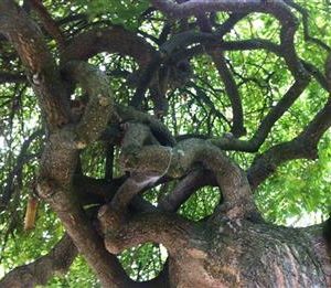 Sophora du Japon pleureur