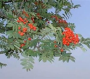 Sorbier des oiseleurs