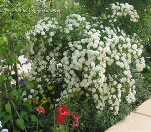 Spirée 'Vanhouttei'