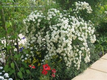 Spirée 'Vanhouttei'