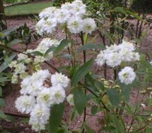 Spirée à fleurs doubles