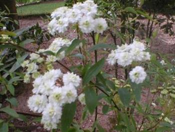 Spirée à fleurs doubles